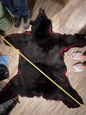 Beautiful Real Black Bear Hide Rug with Red Trim 6 foot